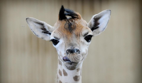 Dierentuin GaiaZOO
