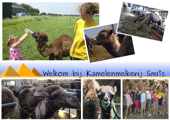 bezoek een kamelenmelkerij